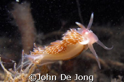 The Facelina bostoniensis is one of the interesting nudy ... by John De Jong 
